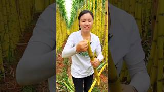 The Softest Sweet and Juicy Sugarcane Farming Chinese Sugarcane shorts satisfying youtubeshorts [upl. by Namie]