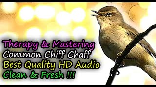 Common Chiffchaff Bird Song Best Quality Audio For Therapy amp Mastering Phylloscopus collybita [upl. by Anamor904]