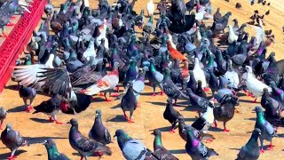 THE TOP VIDEO ON ROCK DOVES amp FERAL PIGEONS LIVES [upl. by Melamed]