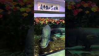 𝐂𝐇𝐈𝐍𝐀 The motherland is thriving life is improving every day Arapaima fish farming diary ma [upl. by Gilda]