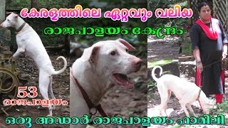 Rajapalayam dog  കേരളത്തിലെ ഏറ്റവും വലിയ രാജപാളയം കളക്ഷൻ  BEST RAJAPALAYAM KENNEL IN KERALA [upl. by Drue]