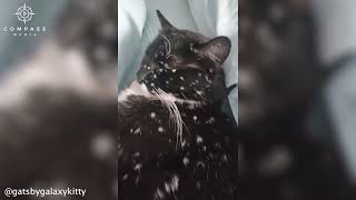 Cats Vitiligo Leaves Fur Looking Like Galaxy [upl. by Kuhn409]