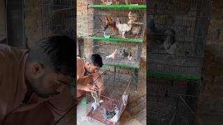 5000 ka kabootar 8shortvideos birds pigeon lover youtubeshorts viralreels [upl. by Bentley]