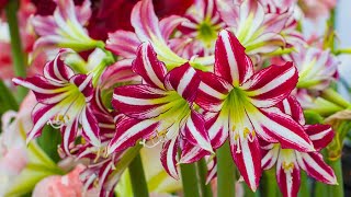 How to Plant Indoor Amaryllis Winter Garden Guide [upl. by Margareta135]