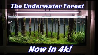 Underwater Forest Full Tutorial Step By Step [upl. by Ynaffik]