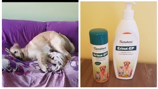 Review on Himalaya ErinaEP Shampoo and Powder Tick and Flea control for Pets [upl. by Honor]