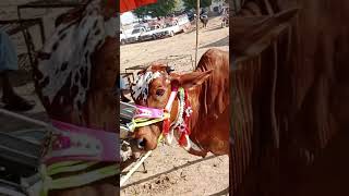 mashaallah cow cow cowmandi cowmandi shadadpurcowmandidood wali cow [upl. by Millur965]