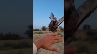 Pegion hand training😱🔥🕊 pegion pegiontraining kabutars birds trending viral foryou😱🕊 [upl. by Juli]