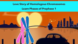 Stages of Prophase 1 of Meiosis with a visual mnemonic [upl. by Leihcim]