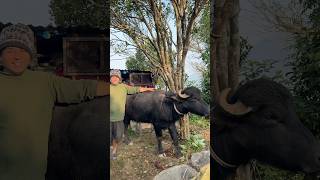 185 KG male buffalo 🐃 cutting video meat buffalo shortvideo viralvideo villagelife [upl. by Enrobso]