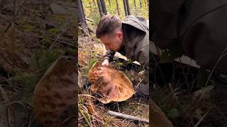 Beautiful mushrooms from Eastern Europe funghi porcini boletus grzyby гриби [upl. by Drofyar]