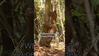 The fossa is related to the mongooseThe fossas favorite prey are lemurs fossa fusa madagascar [upl. by Silevi]