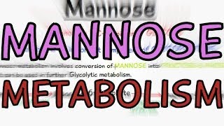 Biochemistry Help Mannose Metabolism [upl. by Roseann]