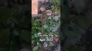 Lilly Pilly Tree gardening [upl. by Brendis]