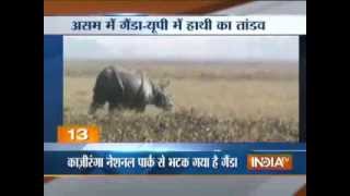 Watch how escaped Rhinoceros from Kaziranga kills person [upl. by Arednaxela]