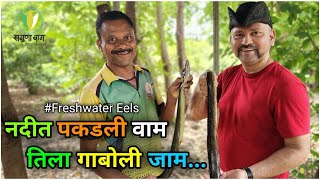 गोड्या पाण्याची वाम तिला गाबोळी जाम Freshwater Eels SagunaBaug85 [upl. by Denman284]