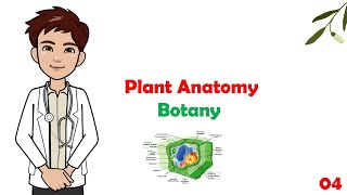 Meristematic tissues in plant Meristematic tissues in plants class 11Meristematic tissues class9 [upl. by Aeslahc]