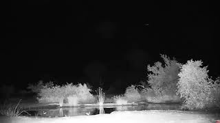 African Night Sounds Africam Sighting  CatEye Cam March 16 2023 [upl. by Foskett]