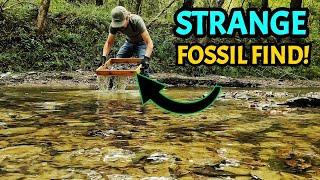 BUCKET LIST FOSSIL FOUND My Dream Came True in this Alabama Creek Full of DinosaurAged Fossils [upl. by Maxentia]