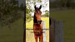 Horse and human connection alternativehorsemanship horse [upl. by Buckie119]