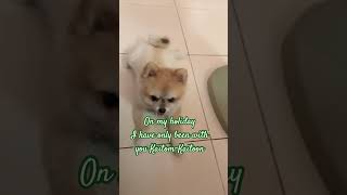 I get to love you music love song lyrics live loveanimals dog pets ขอบคุณทุกไลค์ love [upl. by Yearwood]