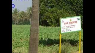 Tobacco Dripp Irrigation first Demonstration wmv [upl. by Ettenel]