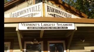 Largest Sycamore Tree in Vermont [upl. by Newton555]