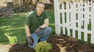 Garden Tips  How to Plant a Shrub [upl. by Alvin]