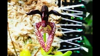 독특한 꽃이 피는 벌보필름 라시오칠럼 이야기 Bulbophyllum lasiochilum [upl. by Evangelina]