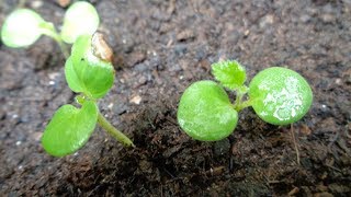 How to Grow Falsa From Seeds I How to Grow Grewia Asiatica From Seeds  Phalsa [upl. by Eadas753]