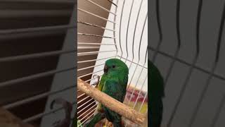 Redrumped parrot sounds [upl. by Notgnimer]