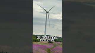 Majestic Windmill in the Heart of Scotland A Scenic View windmill scotland shorts shortsfeed [upl. by Ahsitniuq]