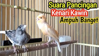 Suara Pancingan Kenari Agar Cepat Kawin Sudah Terbukti Ampuh Dijamin Kenari Langsung CUS [upl. by Eibur]