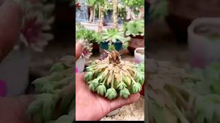 Succulent Tips Repotting succulents 🪴 shorts [upl. by Kcinom288]