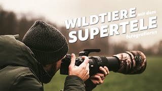 WILDTIERFOTOGRAFIE mit dem TAMRON 150600mm G2 [upl. by Morey]