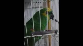 Perico cantando Monster de Rihanna [upl. by Rudd]