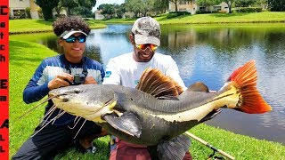 RARE GIANT Redtail CATFISH Caught in TOWN CENTER [upl. by Powe]