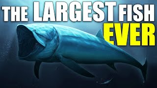 Leedsichthys  Giant Jurassic Fish  50ft Long [upl. by Gillette46]