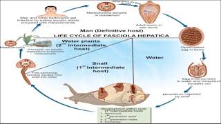 Fasciola hepatica [upl. by Ayekat]