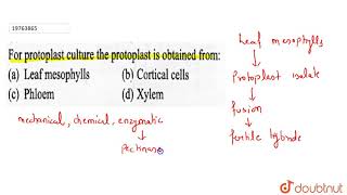 For protoplast culture the protoplast is obtained from [upl. by Ailil]