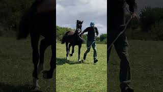 Aberaeron Abraham 2023  Welsh Cob Sec D gelding [upl. by Prunella920]