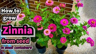 How to Grow Zinnia from Seed in Containers [upl. by Akemit]