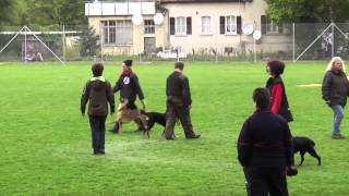 Jaleo vom Herrenberger Schloss  12  Deutsche Meisterschaft für Rettungshunde 2013  Trümmer B [upl. by Aitret]