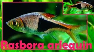 Trigonostigma heteromorpha  Duncker 1904  Rasbora arlequin  AquaPorte Dorée  072015 [upl. by Essirehc764]