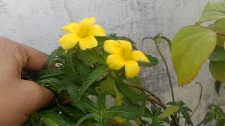 How to grow Turnera plant  The yellow elder plant in Hindi  Full tutorial  Smart Garden [upl. by Mohamed]