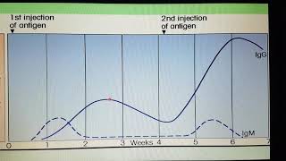 IMUNOLOGIA Resposta imune primária e secundária anticorpos [upl. by Mitman]