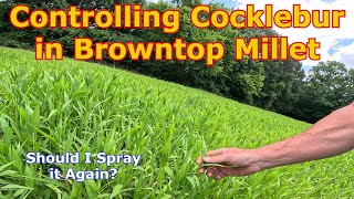 Controlling Cocklebur in Browntop Millet for Dove Hunting [upl. by Johnny]