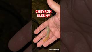 Chevron Blenny  Explore  BycatchAndAdventures blenny marinelife beach tidepools [upl. by Hunt]