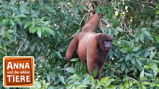 Die Affen mit den breiten Nasen  Reportage für Kinder  Anna und die wilden Tiere [upl. by Rosamond]