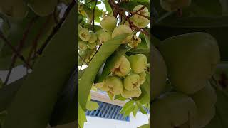 Buah jambu aer [upl. by Adiela]